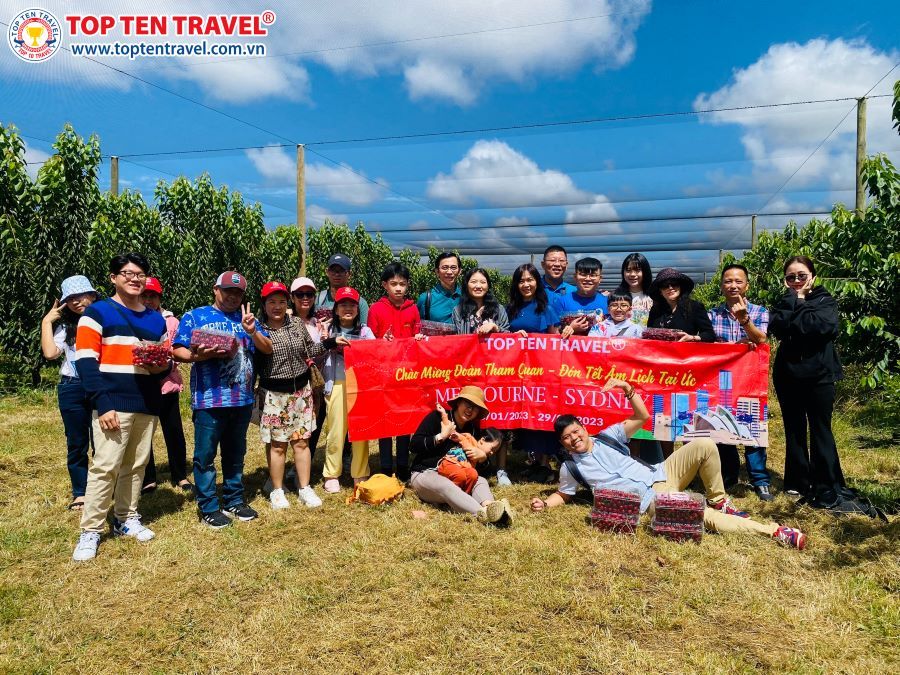 Trải nghiệm tham quan và hái cherry tại vườn